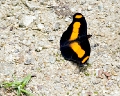 NYMPHALIDAE, Catonephele chromis